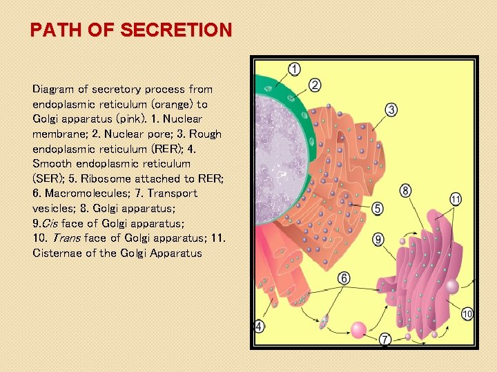 PATH OF SECRETION Diagram of secretory process from endoplasmic reticulum (orange) to Golgi apparatus