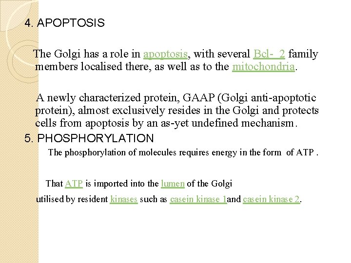 4. APOPTOSIS The Golgi has a role in apoptosis, with several Bcl- 2 family