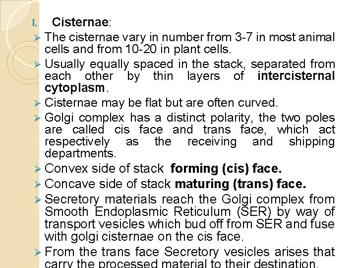 I. Cisternae: Ø The cisternae vary in number from 3 -7 in most animal