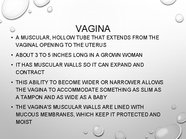VAGINA • A MUSCULAR, HOLLOW TUBE THAT EXTENDS FROM THE VAGINAL OPENING TO THE