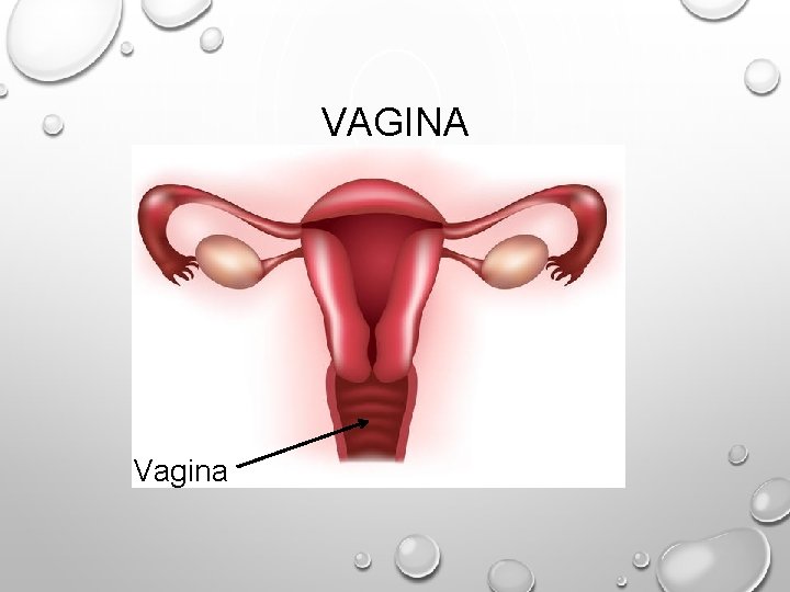VAGINA Vagina 
