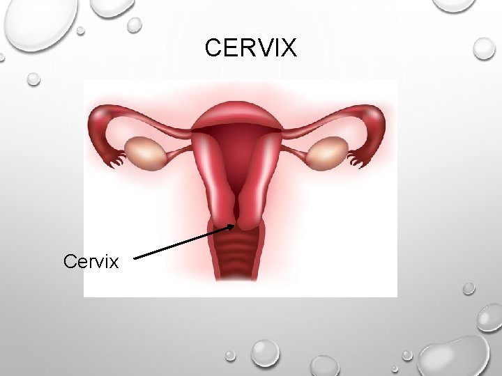 CERVIX Cervix 