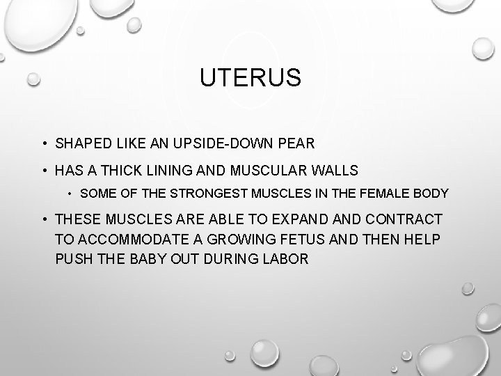 UTERUS • SHAPED LIKE AN UPSIDE-DOWN PEAR • HAS A THICK LINING AND MUSCULAR