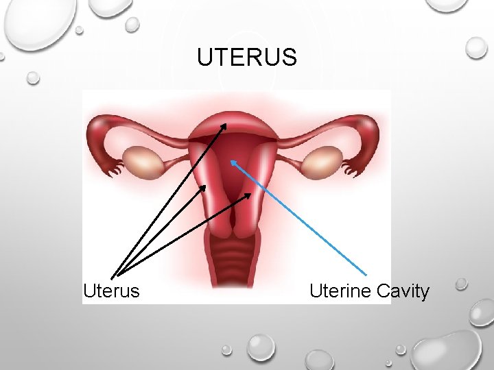 UTERUS Uterus Uterine Cavity 