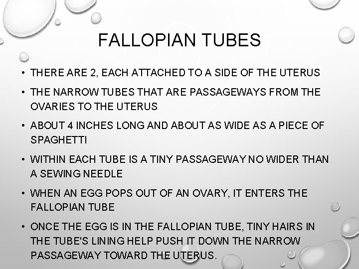 FALLOPIAN TUBES • THERE ARE 2, EACH ATTACHED TO A SIDE OF THE UTERUS