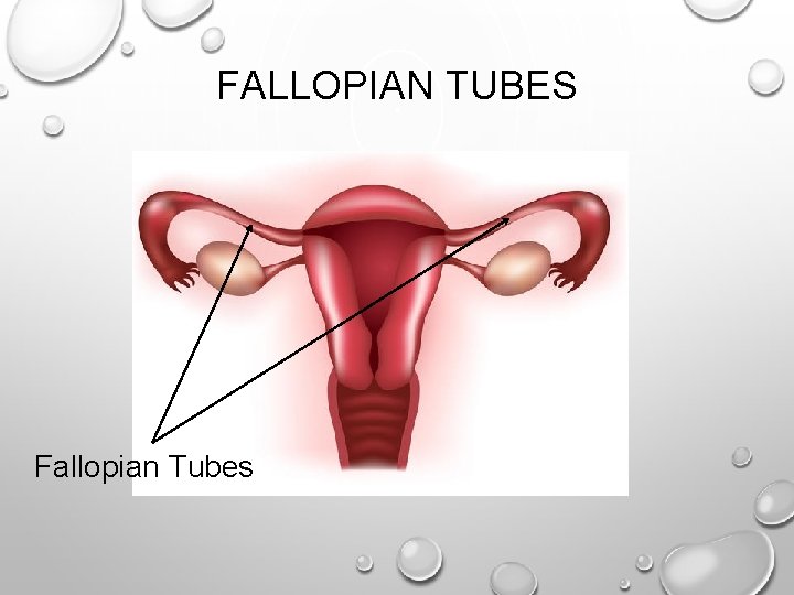 FALLOPIAN TUBES Fallopian Tubes 