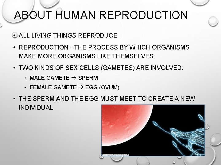 ABOUT HUMAN REPRODUCTION • ALL LIVING THINGS REPRODUCE • REPRODUCTION - THE PROCESS BY