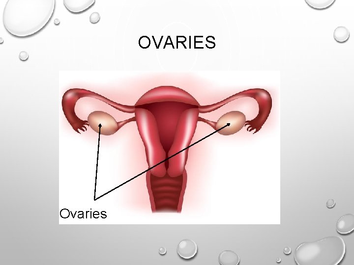 OVARIES Ovaries 