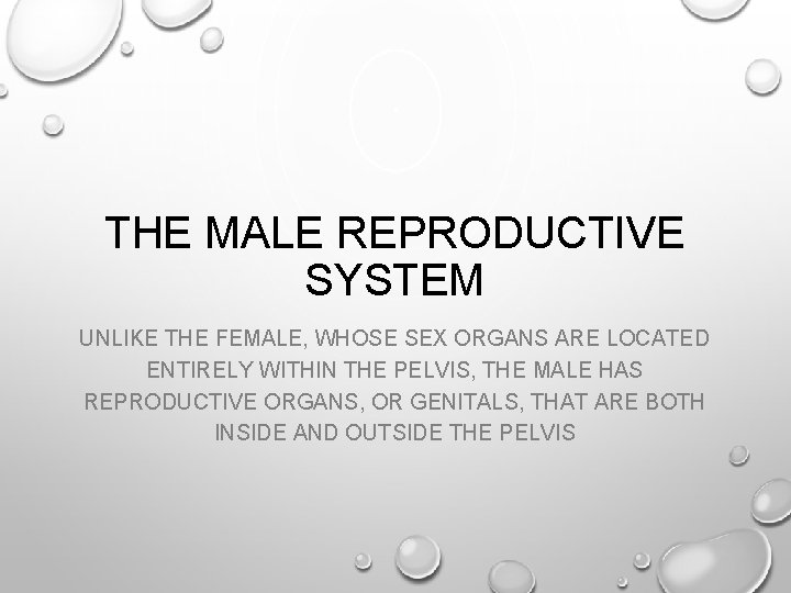 THE MALE REPRODUCTIVE SYSTEM UNLIKE THE FEMALE, WHOSE SEX ORGANS ARE LOCATED ENTIRELY WITHIN