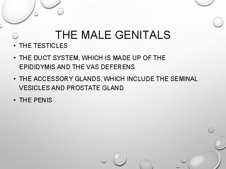 THE MALE GENITALS • THE TESTICLES • THE DUCT SYSTEM, WHICH IS MADE UP