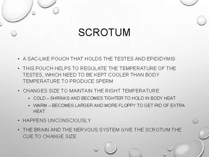 SCROTUM • A SAC-LIKE POUCH THAT HOLDS THE TESTES AND EPIDIDYMIS • THIS POUCH