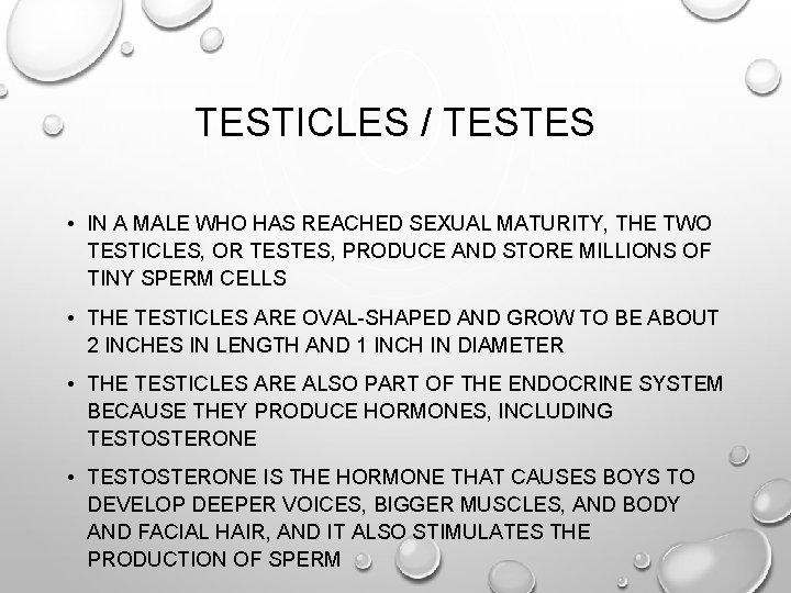TESTICLES / TESTES • IN A MALE WHO HAS REACHED SEXUAL MATURITY, THE TWO