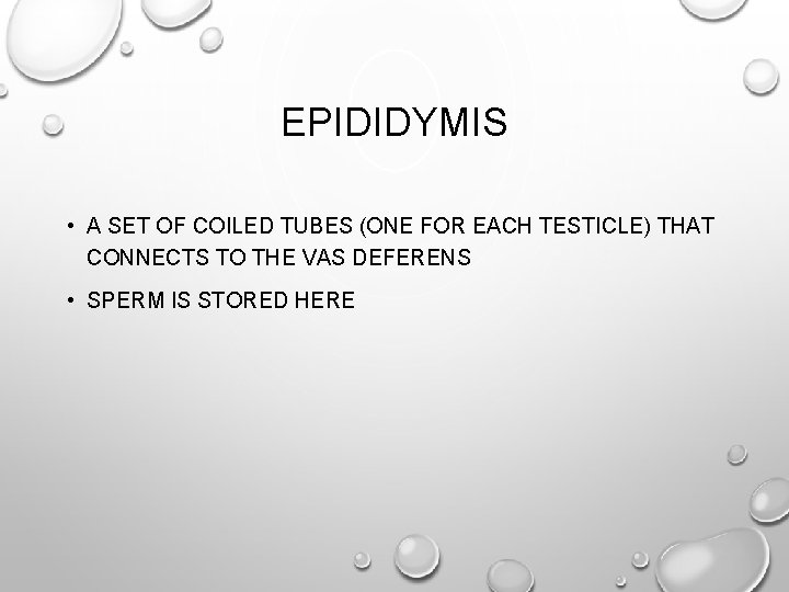 EPIDIDYMIS • A SET OF COILED TUBES (ONE FOR EACH TESTICLE) THAT CONNECTS TO