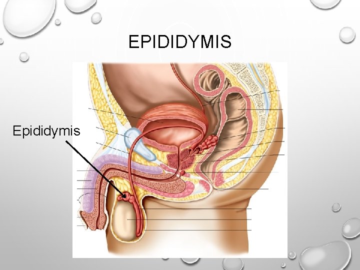 EPIDIDYMIS Epididymis 