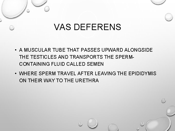 VAS DEFERENS • A MUSCULAR TUBE THAT PASSES UPWARD ALONGSIDE THE TESTICLES AND TRANSPORTS