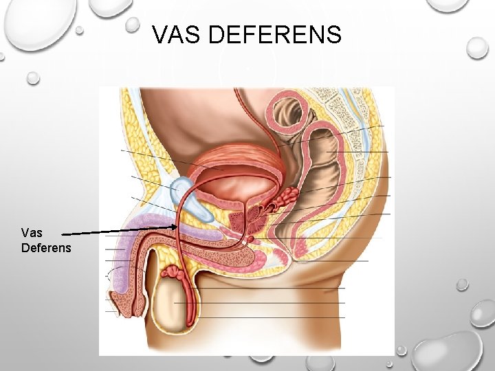 VAS DEFERENS Vas Deferens 