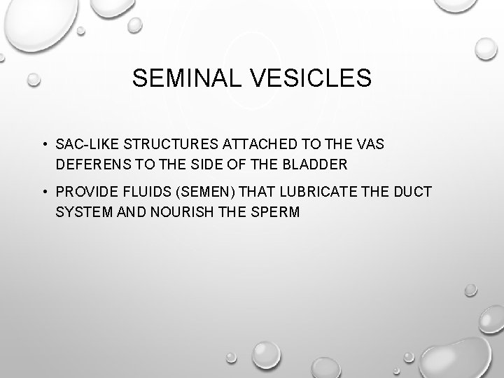 SEMINAL VESICLES • SAC-LIKE STRUCTURES ATTACHED TO THE VAS DEFERENS TO THE SIDE OF