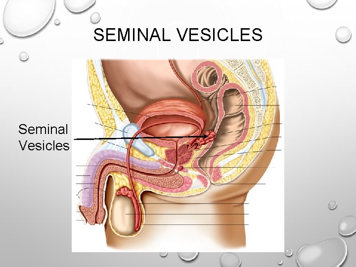 SEMINAL VESICLES Seminal Vesicles 