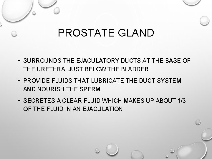 PROSTATE GLAND • SURROUNDS THE EJACULATORY DUCTS AT THE BASE OF THE URETHRA, JUST