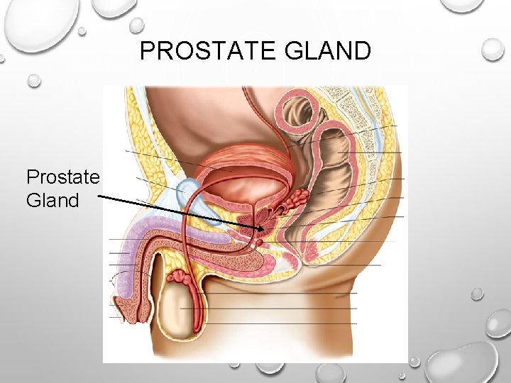 PROSTATE GLAND Prostate Gland 