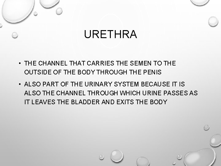 URETHRA • THE CHANNEL THAT CARRIES THE SEMEN TO THE OUTSIDE OF THE BODY