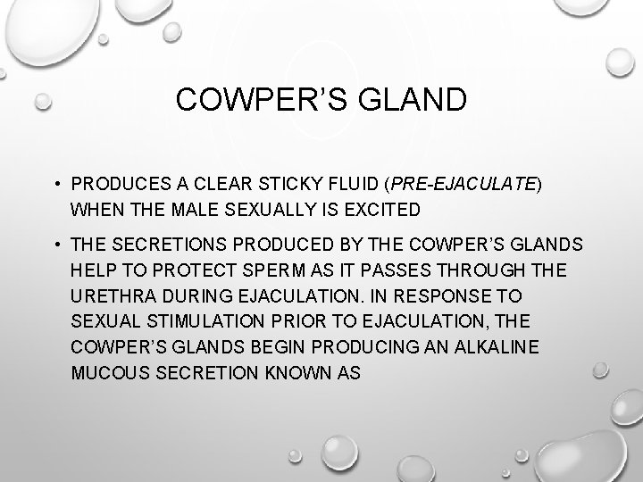 COWPER’S GLAND • PRODUCES A CLEAR STICKY FLUID (PRE-EJACULATE) WHEN THE MALE SEXUALLY IS