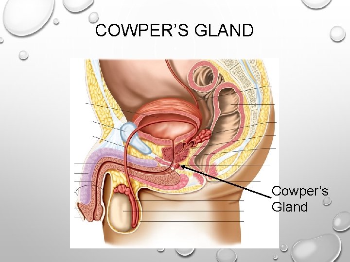 COWPER’S GLAND Cowper’s Gland 