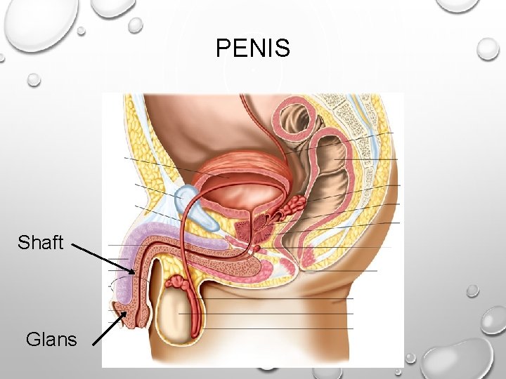 PENIS Shaft Glans 