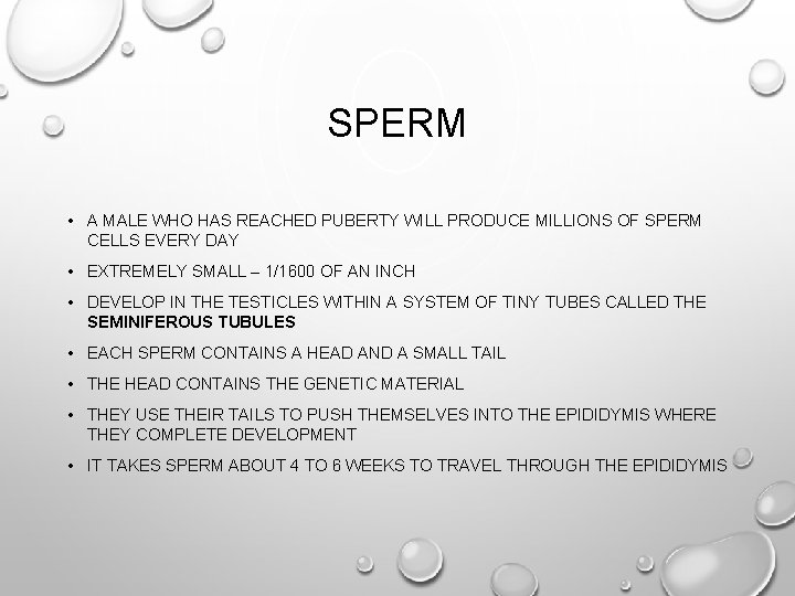 SPERM • A MALE WHO HAS REACHED PUBERTY WILL PRODUCE MILLIONS OF SPERM CELLS