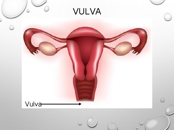 VULVA Vulva 