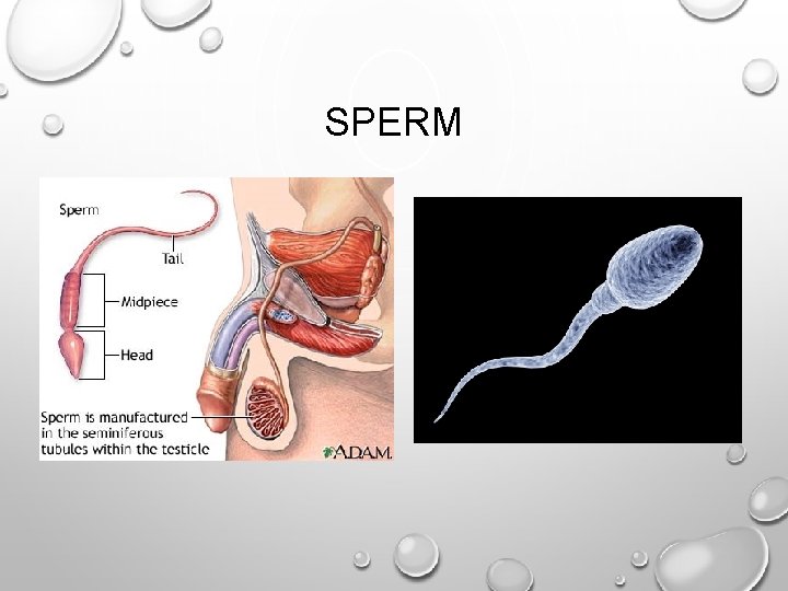 SPERM 