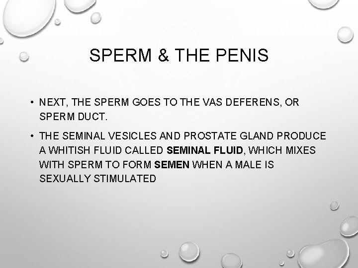 SPERM & THE PENIS • NEXT, THE SPERM GOES TO THE VAS DEFERENS, OR