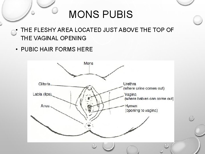 MONS PUBIS • THE FLESHY AREA LOCATED JUST ABOVE THE TOP OF THE VAGINAL