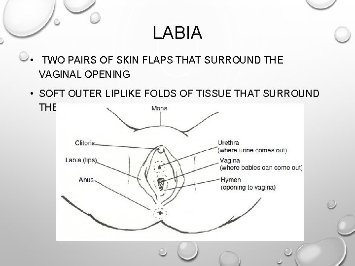 LABIA • TWO PAIRS OF SKIN FLAPS THAT SURROUND THE VAGINAL OPENING • SOFT