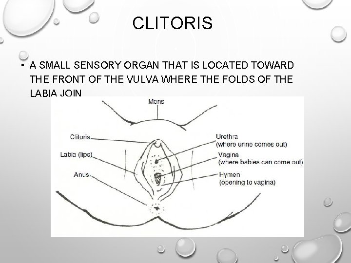 CLITORIS • A SMALL SENSORY ORGAN THAT IS LOCATED TOWARD THE FRONT OF THE