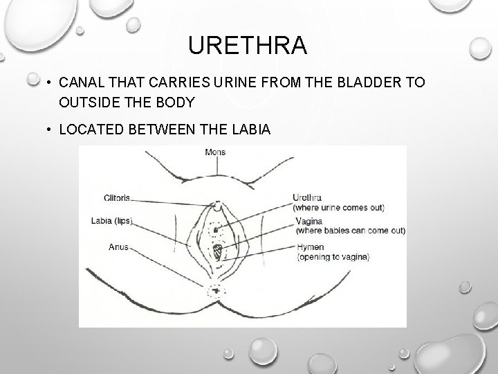 URETHRA • CANAL THAT CARRIES URINE FROM THE BLADDER TO OUTSIDE THE BODY •