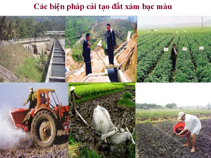 Các biện pháp cải tạo đất xám bạc màu 