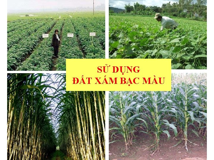 SỬ DỤNG ĐẤT XÁM BẠC MÀU 