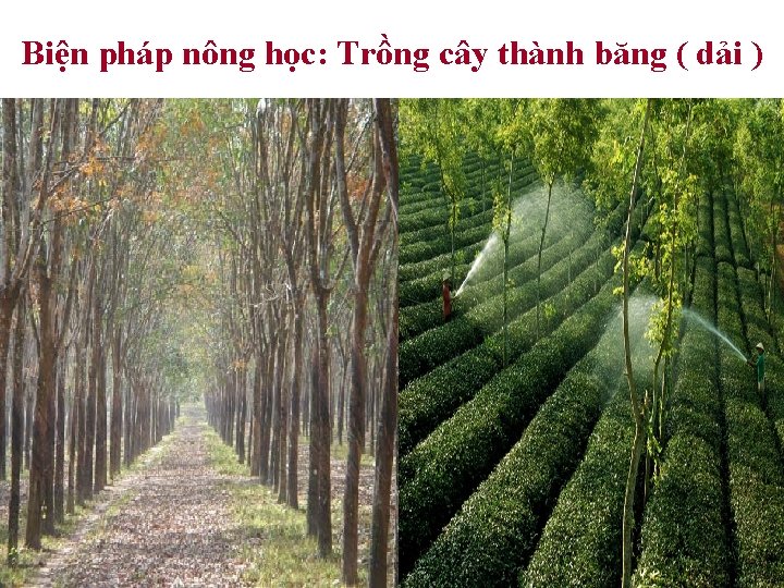 Biện pháp nông học: Trồng cây thành băng ( dải ) 