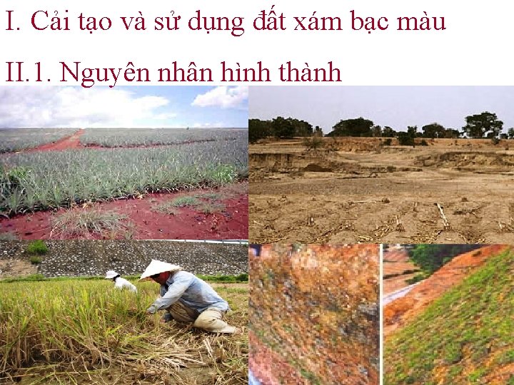 I. Cải tạo và sử dụng đất xám bạc màu II. 1. Nguyên nhân