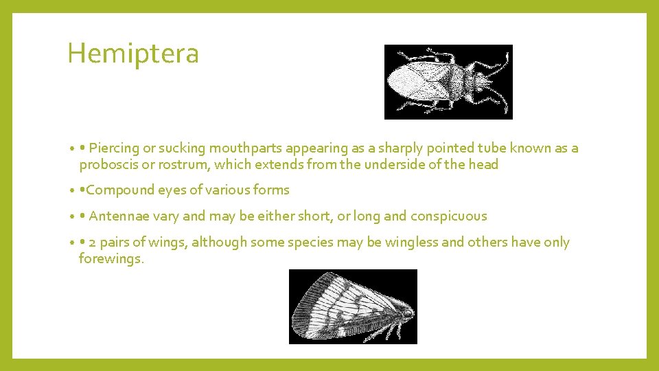 Hemiptera • • Piercing or sucking mouthparts appearing as a sharply pointed tube known