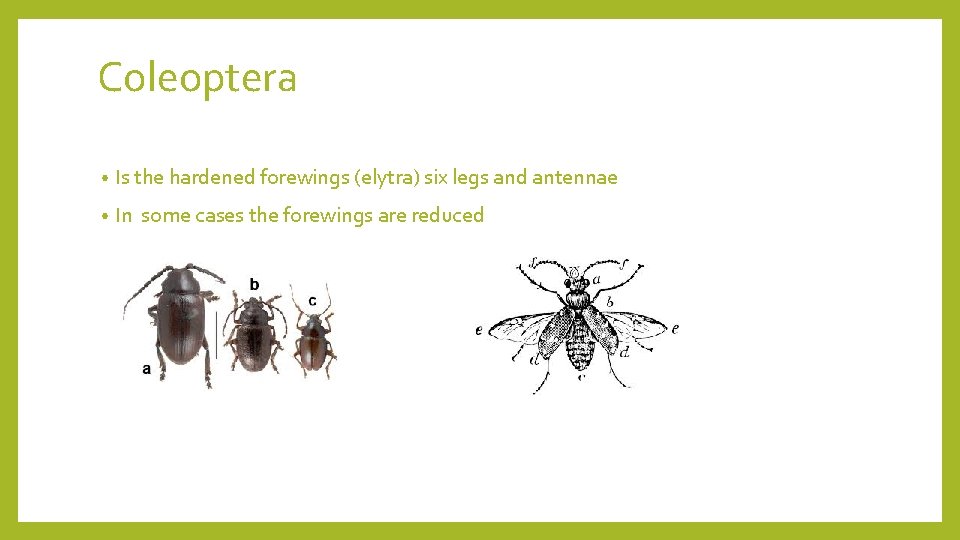 Coleoptera • Is the hardened forewings (elytra) six legs and antennae • In some