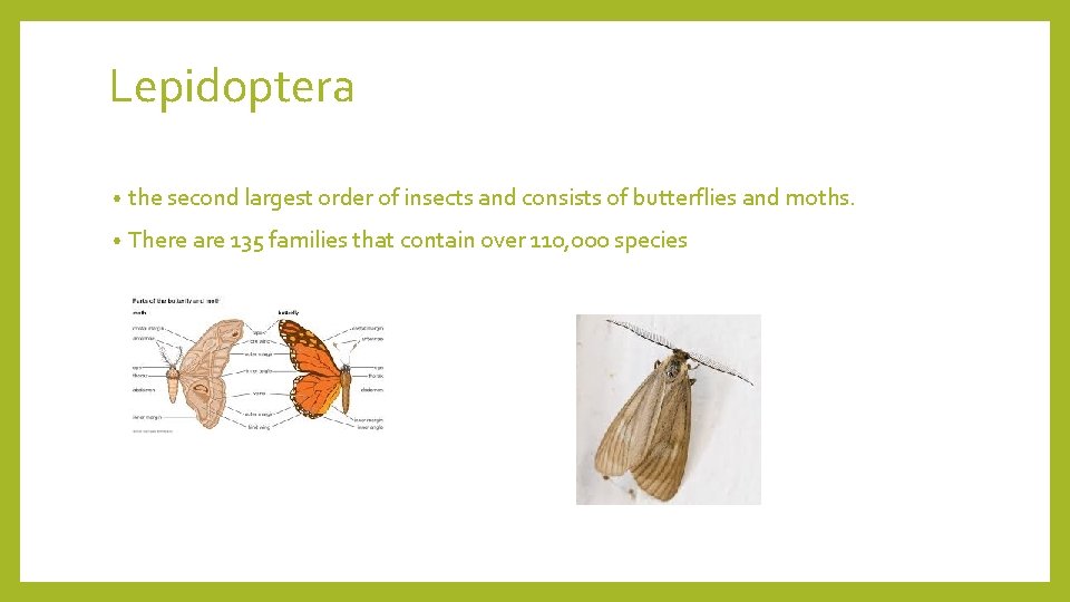 Lepidoptera • the second largest order of insects and consists of butterflies and moths.