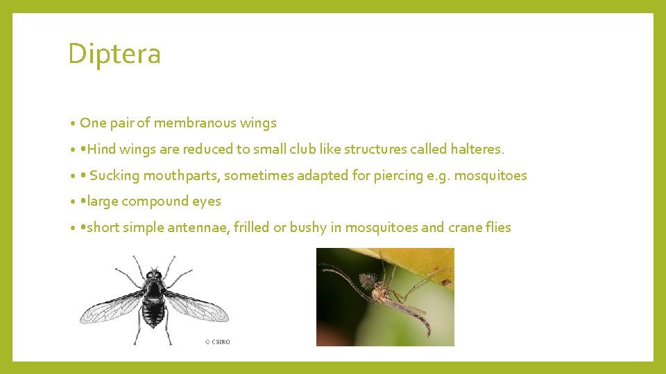 Diptera • One pair of membranous wings • • Hind wings are reduced to