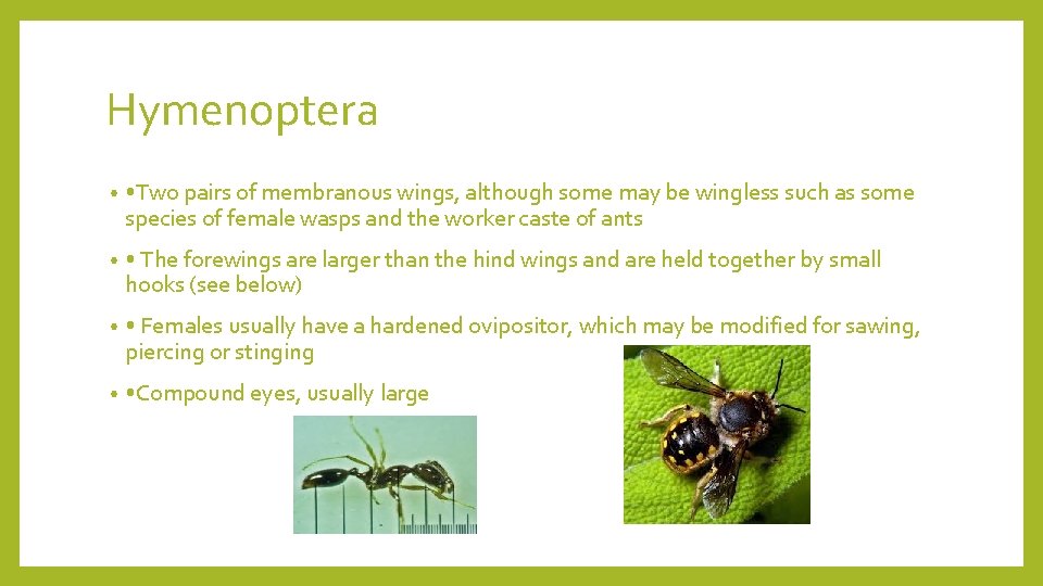 Hymenoptera • • Two pairs of membranous wings, although some may be wingless such