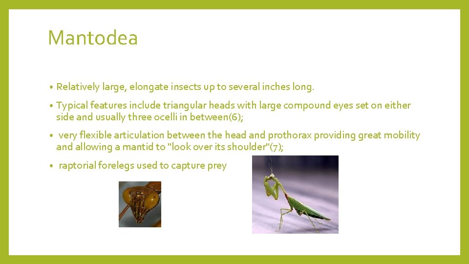 Mantodea • Relatively large, elongate insects up to several inches long. • Typical features