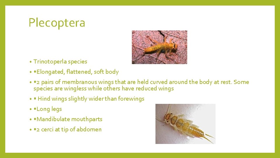 Plecoptera • Trinotoperla species • • Elongated, flattened, soft body • • 2 pairs