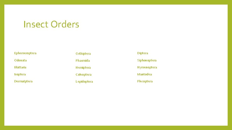 Insect Orders Ephemeroptera Orthiptera Diptera Odonata Phasmida Siphonoptera Blattaria Hemiptera Hymenoptera Isoptera Coleoptera Mantodea
