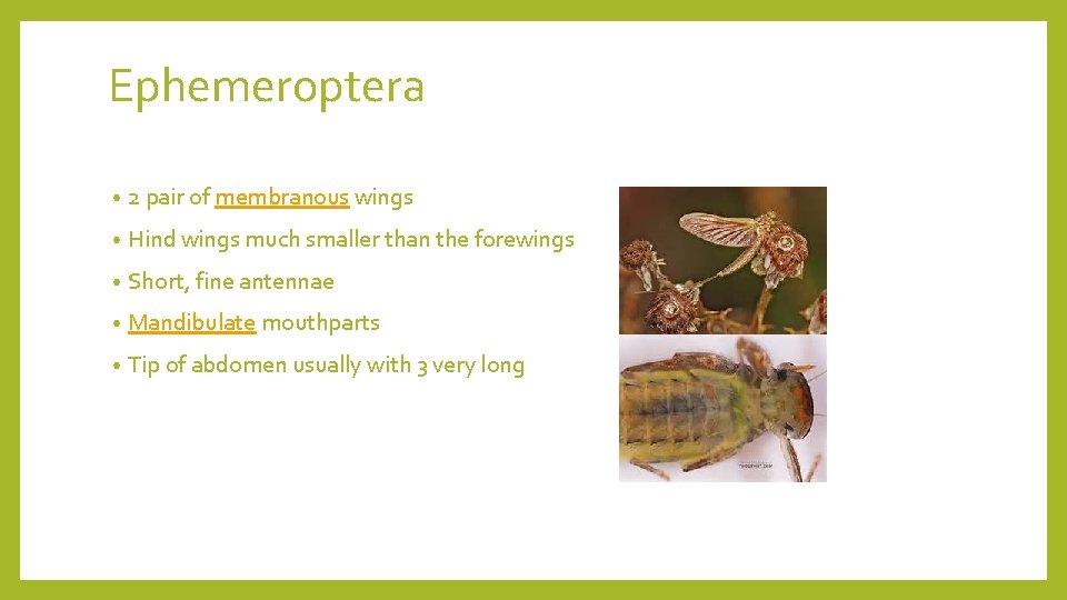 Ephemeroptera • 2 pair of membranous wings • Hind wings much smaller than the