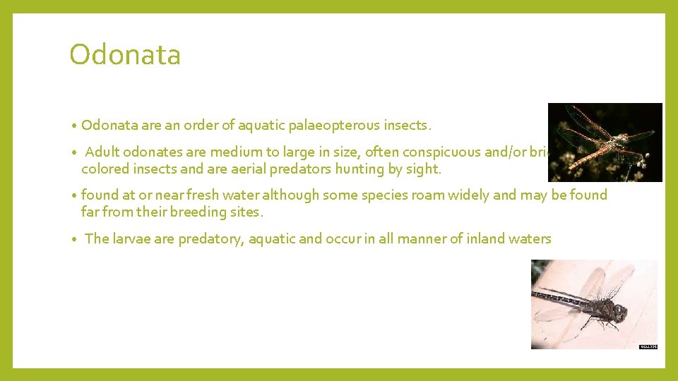 Odonata • Odonata are an order of aquatic palaeopterous insects. • Adult odonates are